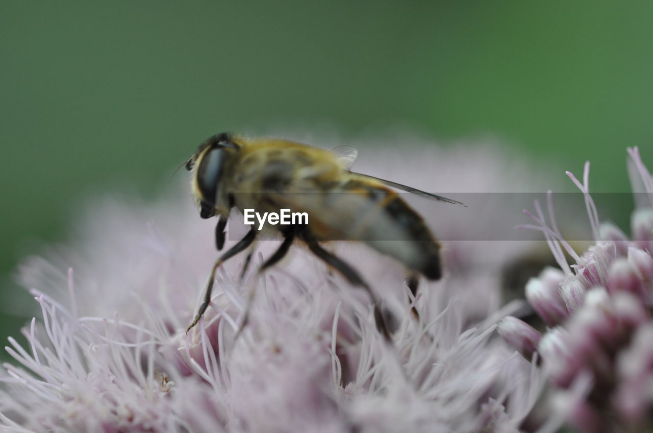 CLOSE-UP OF HONEY BEE POLLINATING ON FLOWER