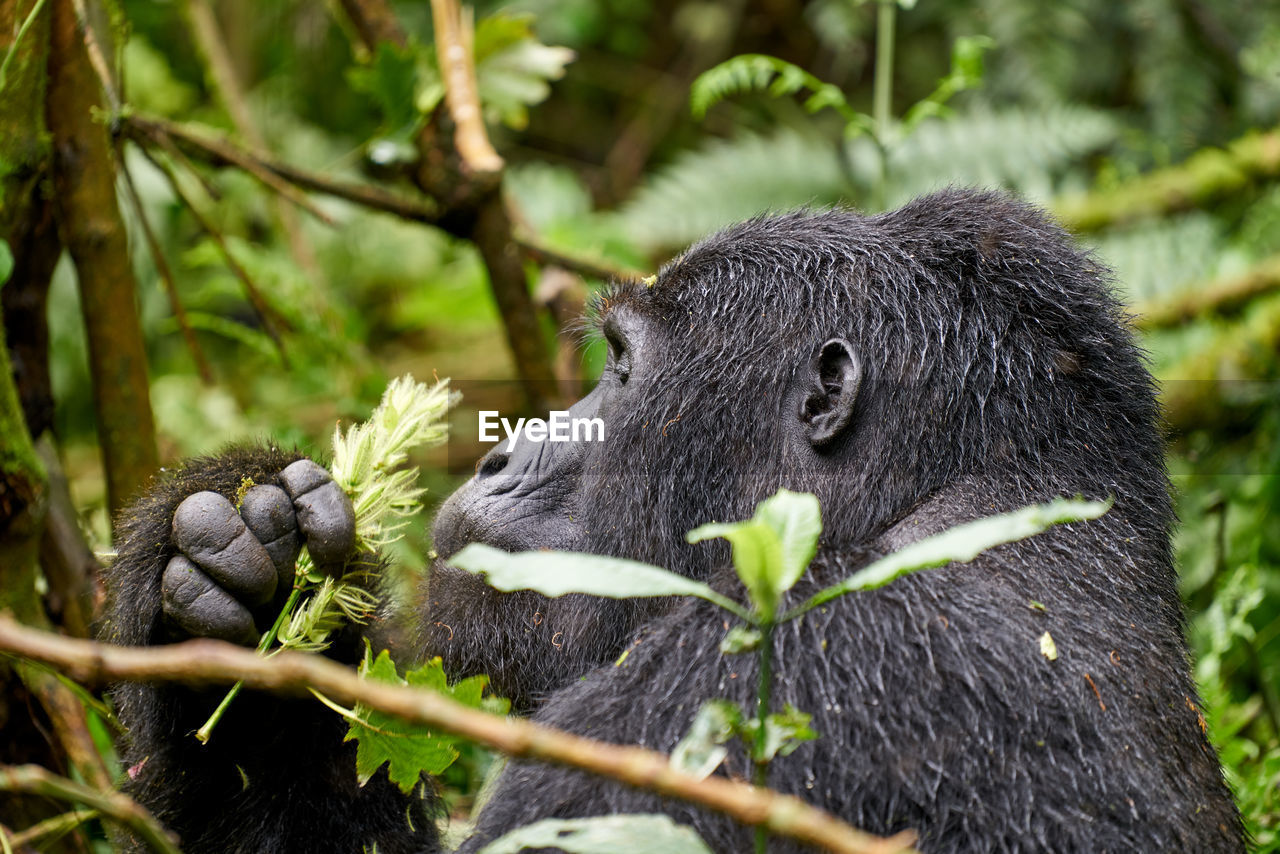 Close-up of a mountain gorilla