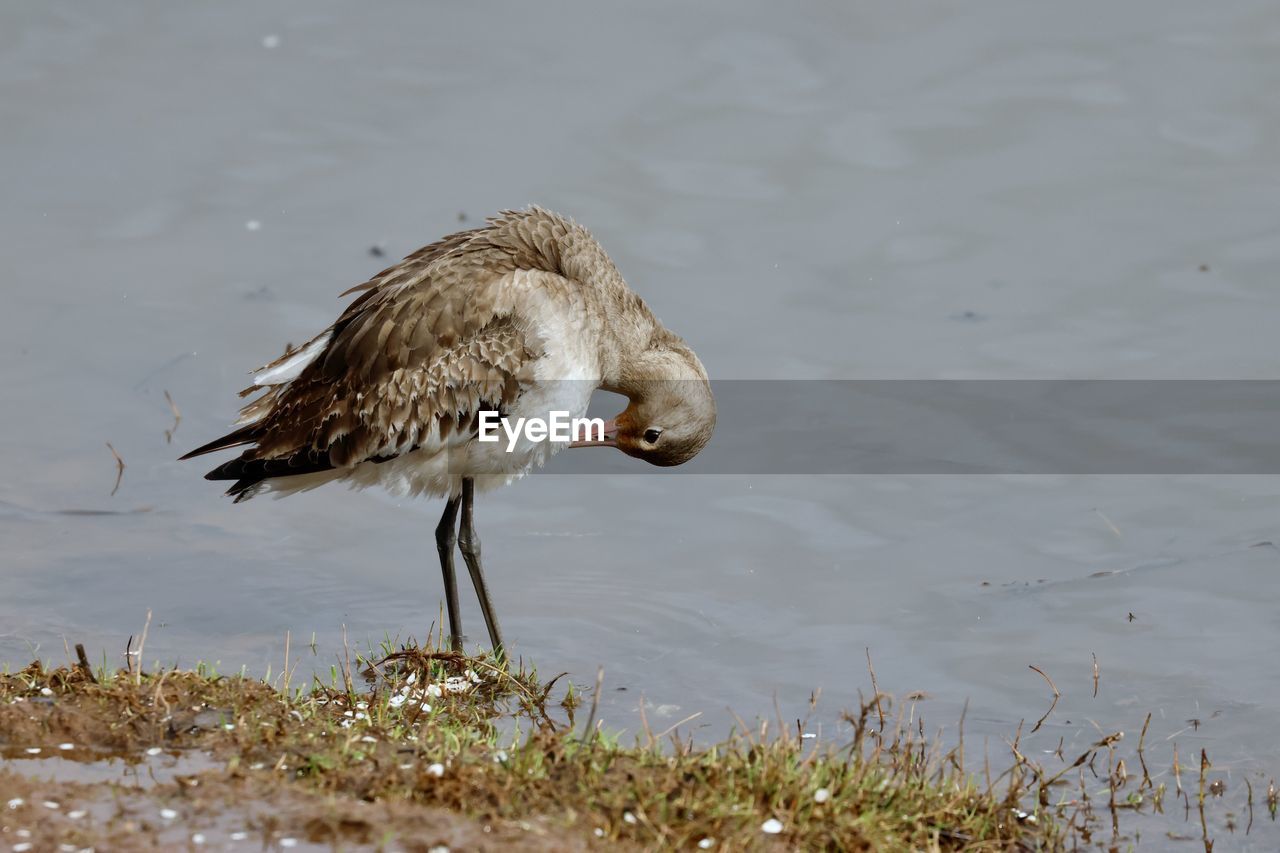 animal themes, animal, animal wildlife, wildlife, bird, one animal, water, beak, nature, lake, no people, day, outdoors, side view, beach, sandpiper, grass