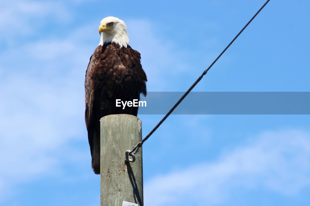 Low angle view of bald eagle perching on wooden post against blue sky