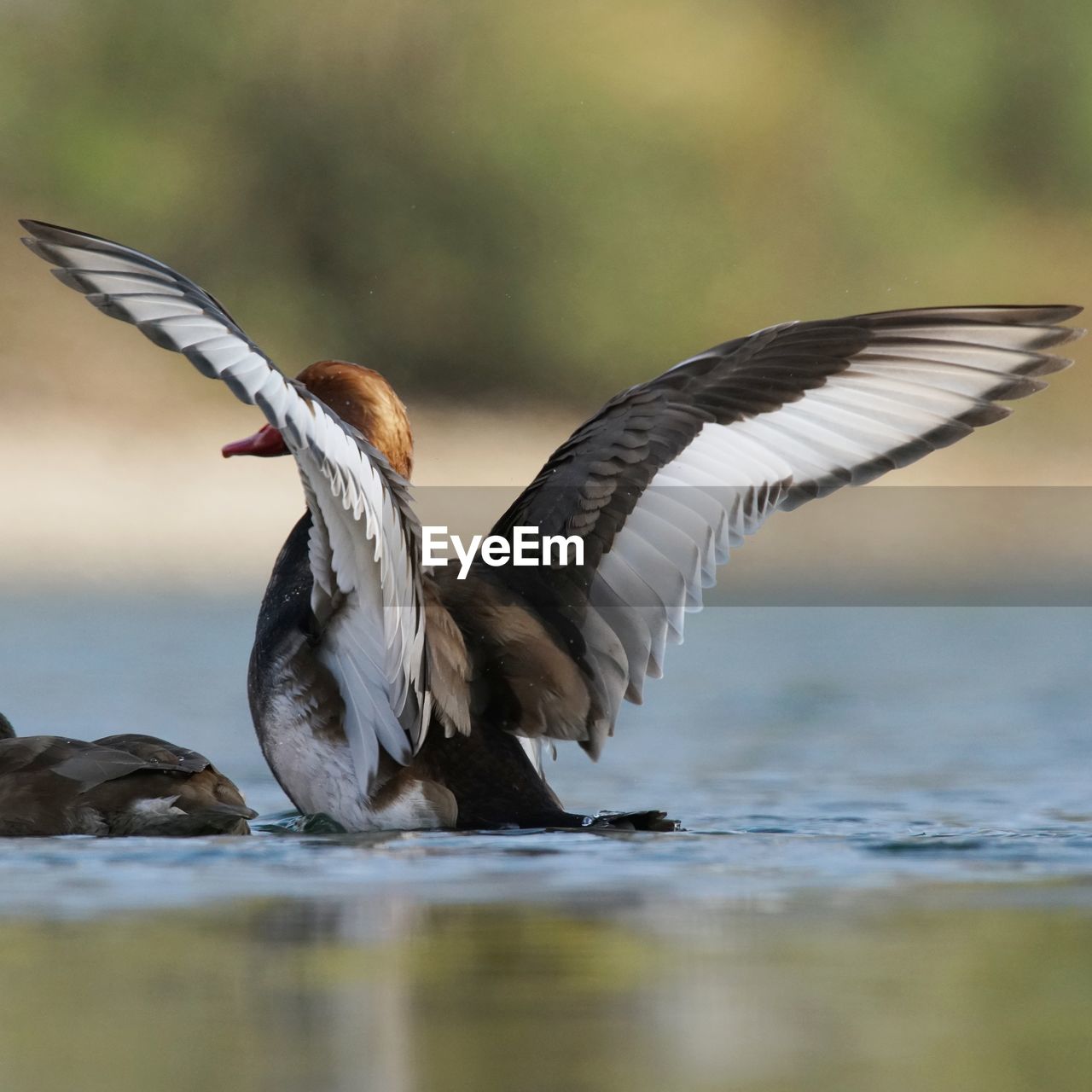 BIRD FLYING ABOVE LAKE