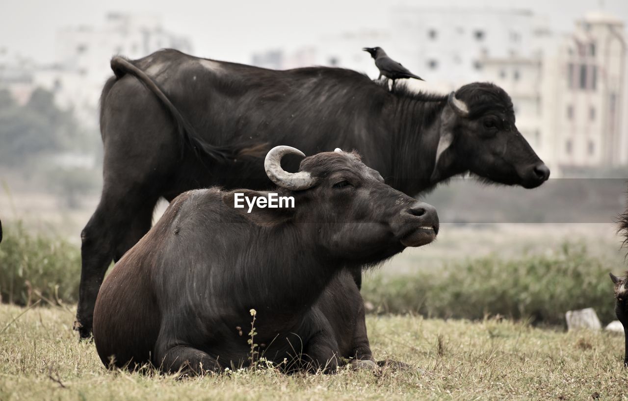 COWS IN THE FIELD