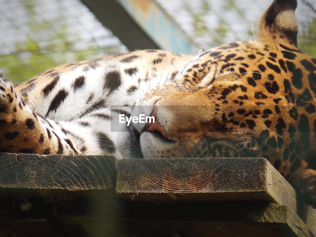 CLOSE-UP OF A SLEEPING CAT