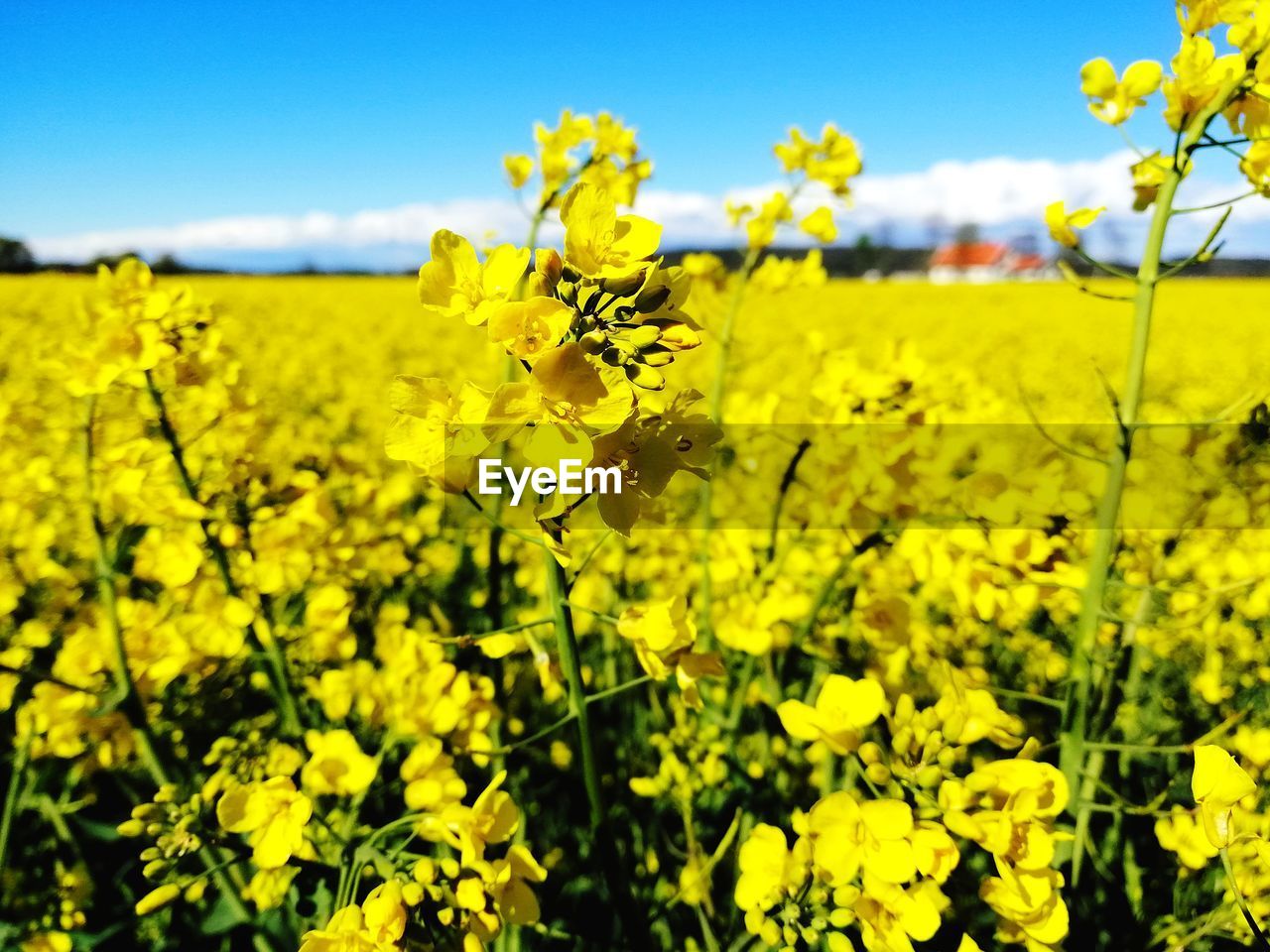 Close-up of yellow flowers on field against sky