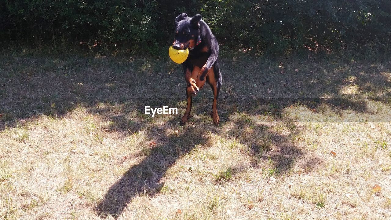 High angle view of dog playing while rearing on field