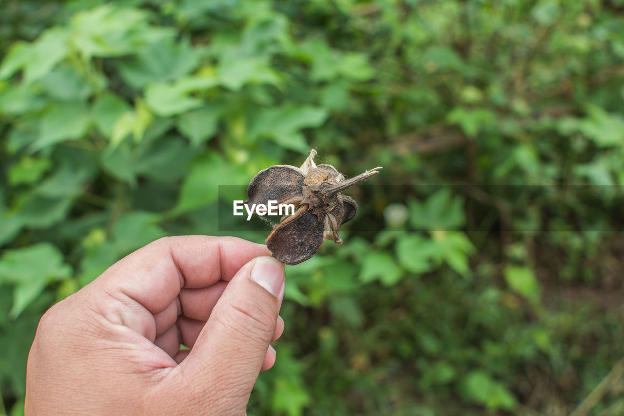 CLOSE-UP OF BUTTERFLY ON HAND HOLDING SMALL