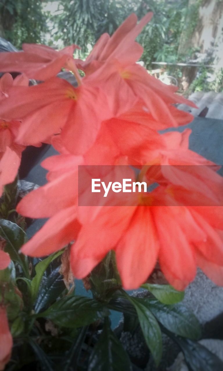 CLOSE-UP OF RED HIBISCUS FLOWER BLOOMING OUTDOORS