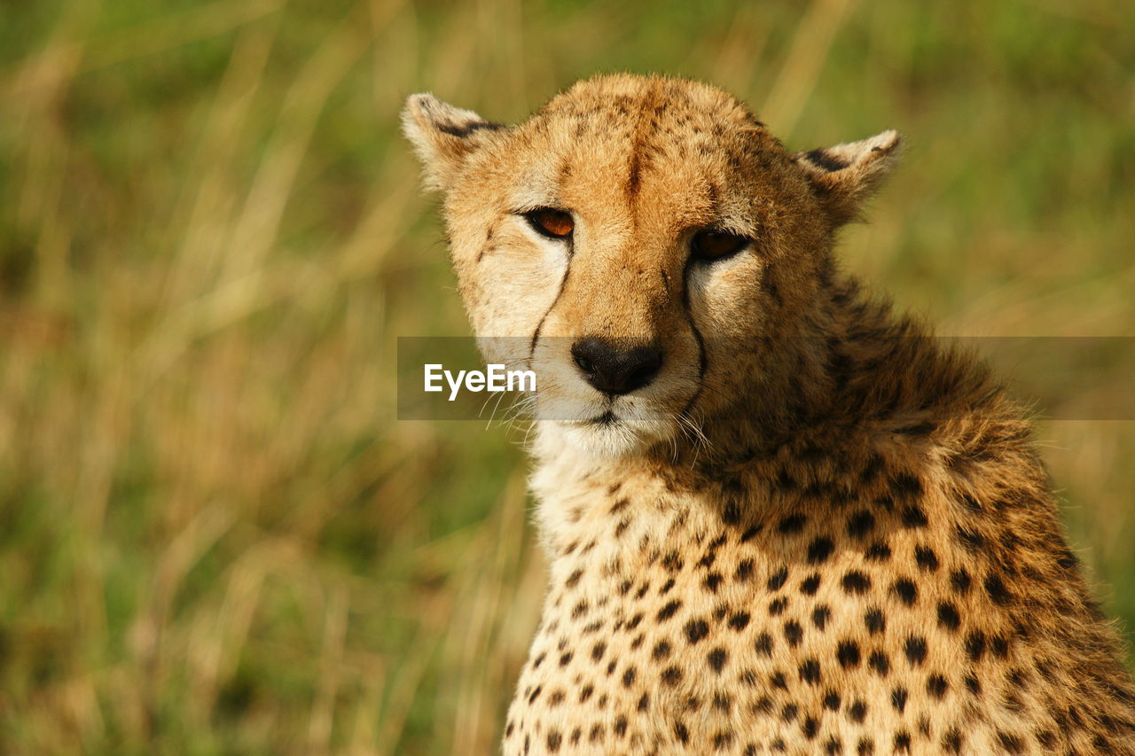 Portrait of cheetah in field on sunny day