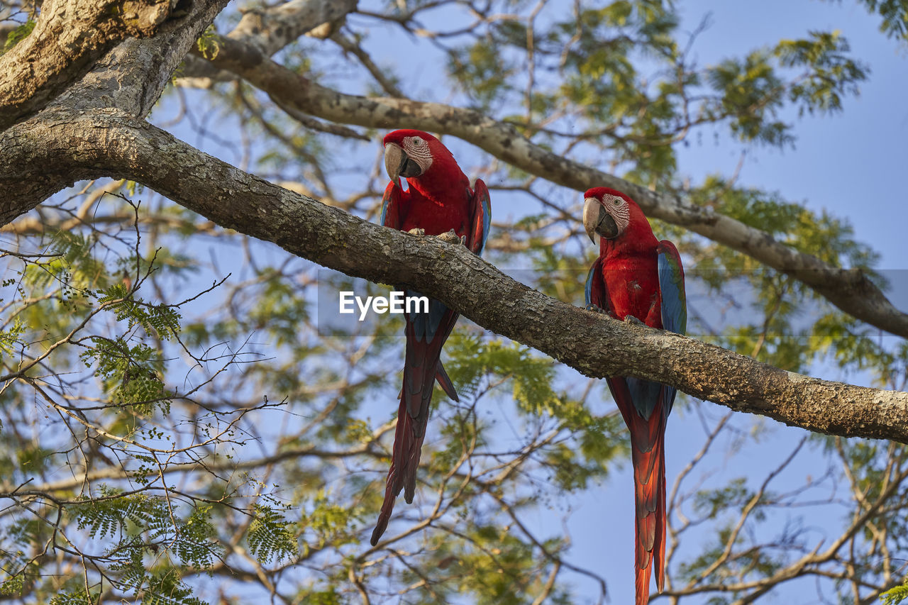 Beautiful scarlet macaw, ara macao, large red, yellow, and blue parrot in central and south america