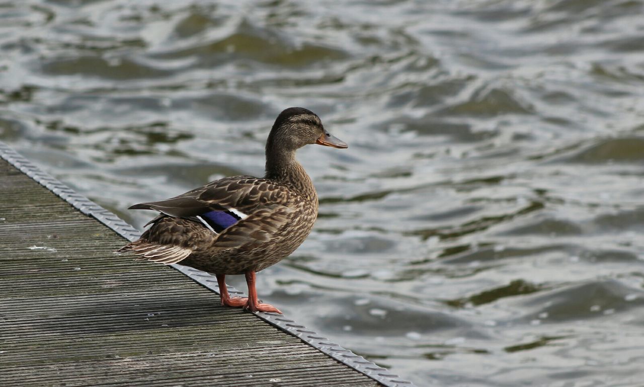 VIEW OF BIRDS IN WATER