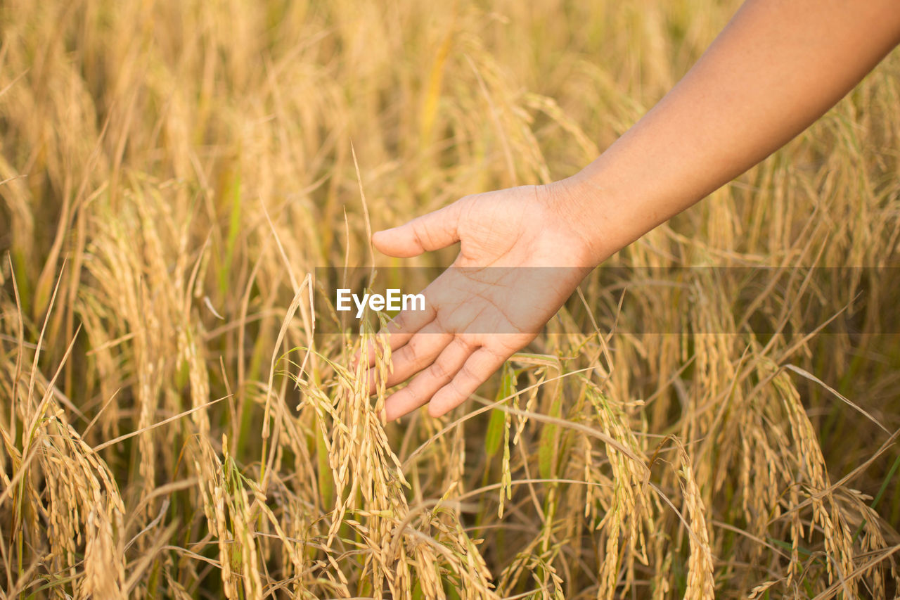 Cropped hand of woman touching wheat plants