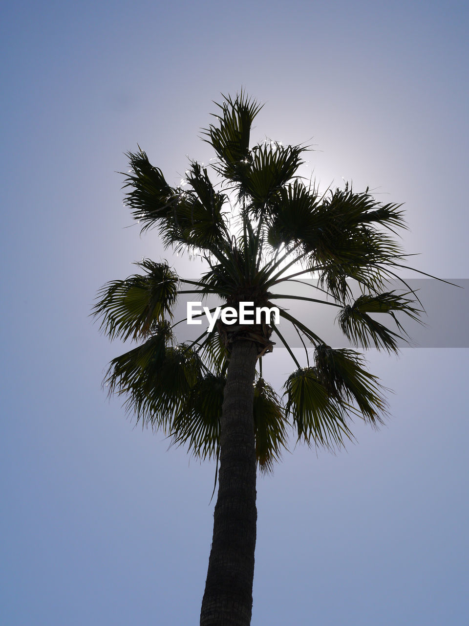 LOW ANGLE VIEW OF TREE AGAINST CLEAR BLUE SKY