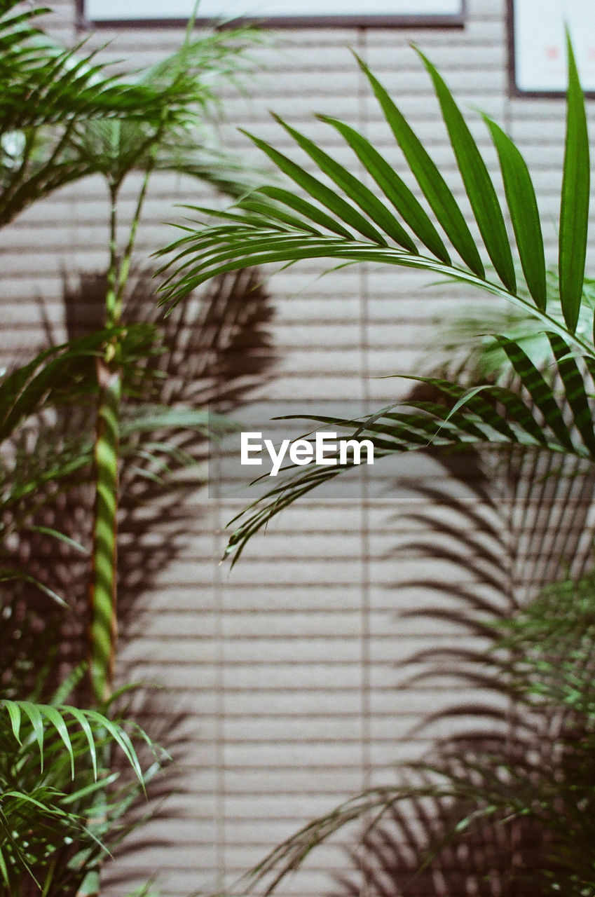 CLOSE-UP OF PALM LEAF ON POTTED PLANT