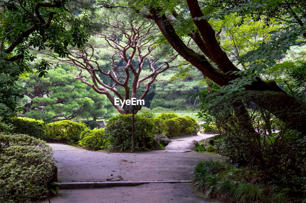 Walkway amidst plants and trees at park