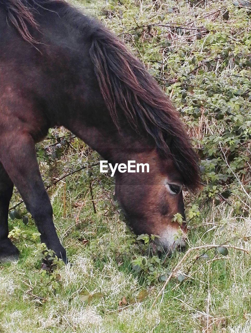 HORSE IN FIELD