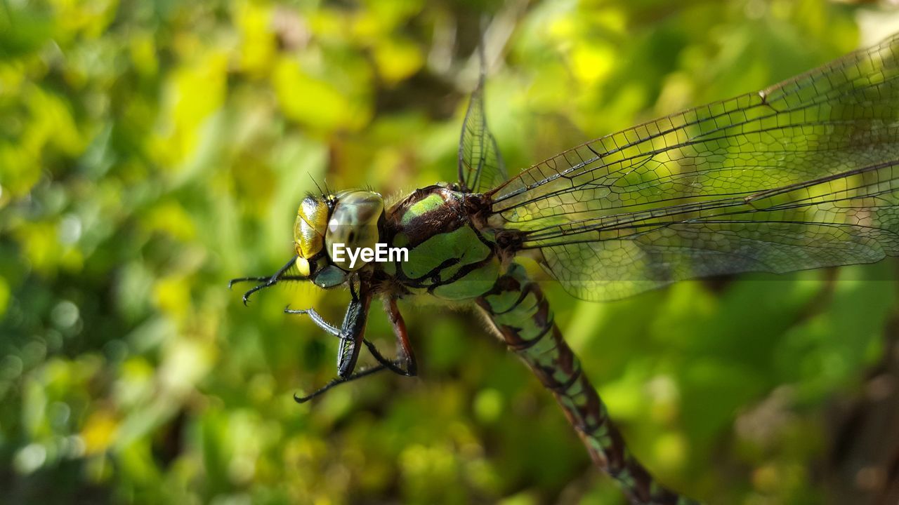 CLOSE-UP OF DRAGONFLY