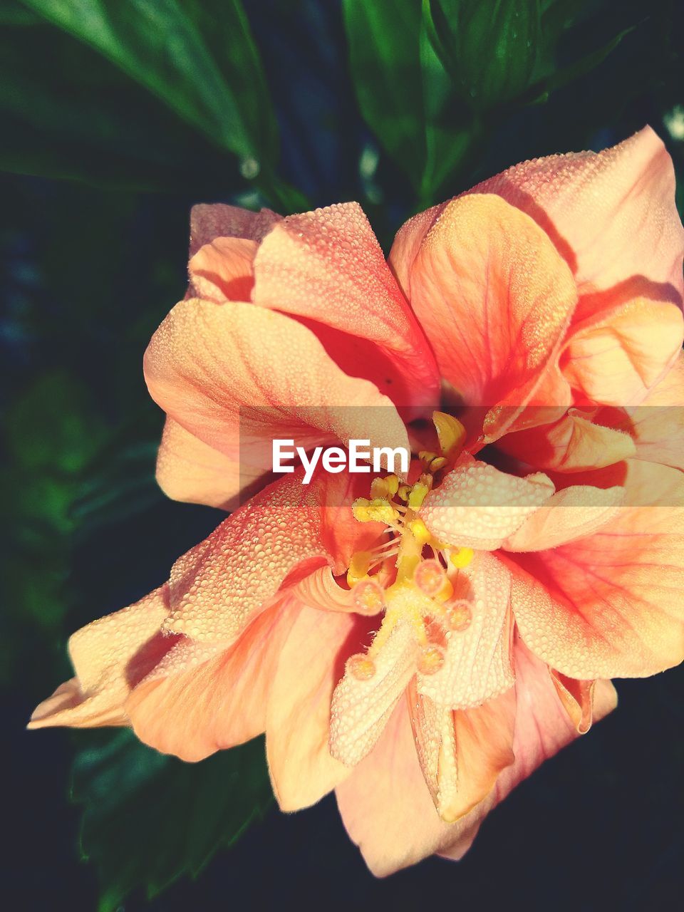 CLOSE-UP OF ORANGE FLOWER