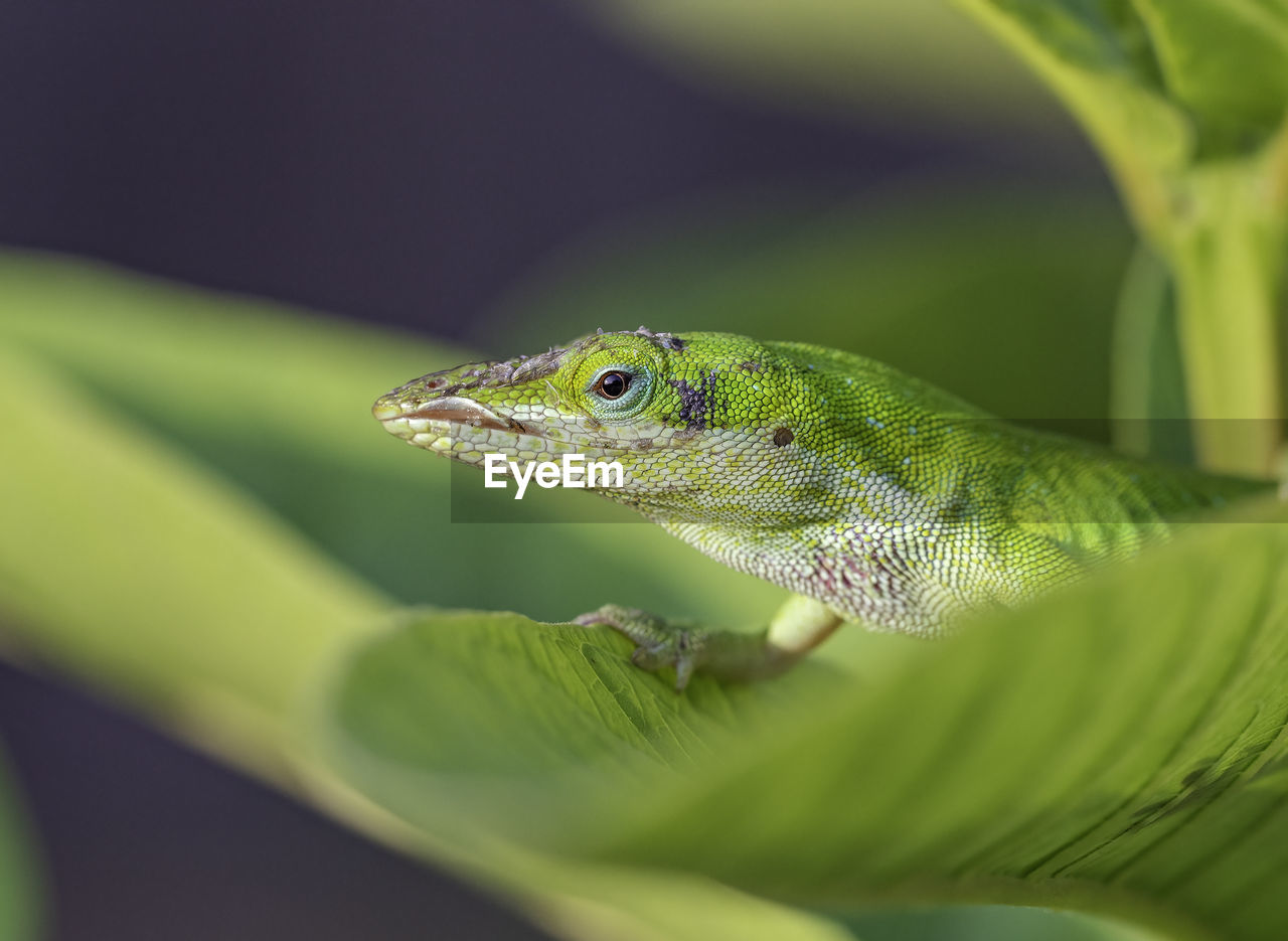 CLOSE-UP OF A LIZARD ON A LEAF