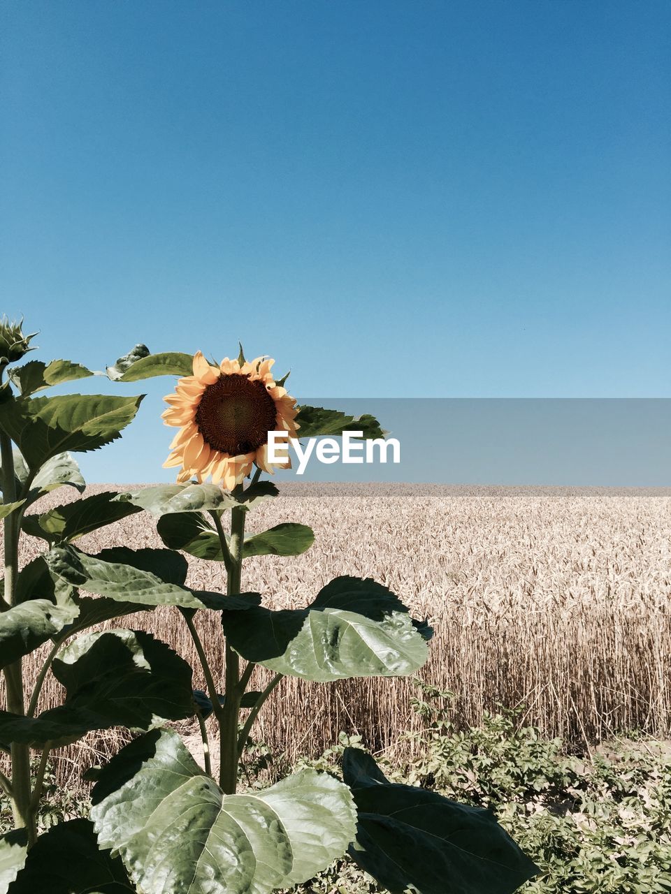 Sunflower blooming on field