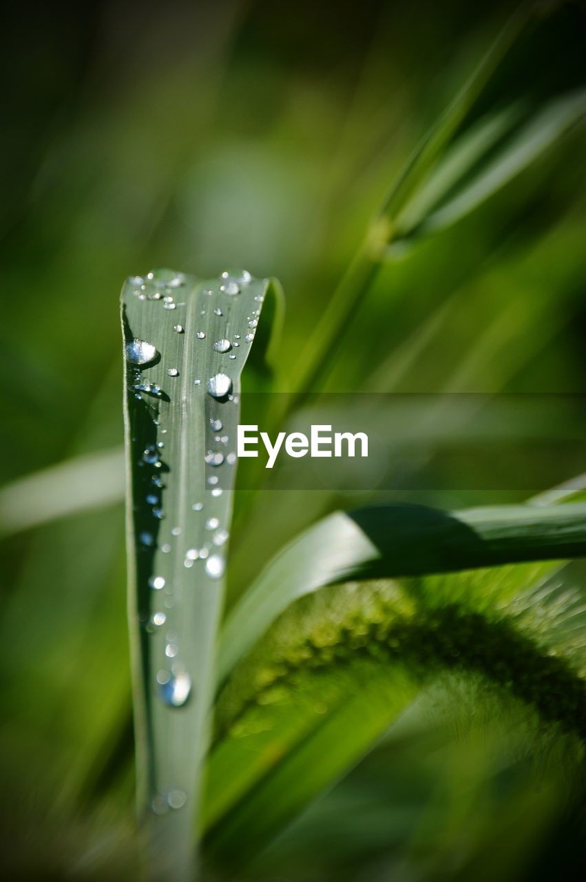 CLOSE-UP OF RAINDROPS ON GRASS