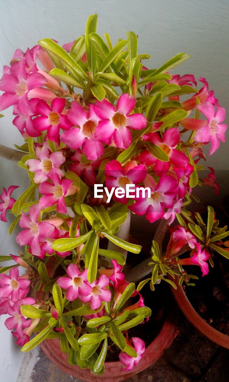 CLOSE-UP OF PINK FLOWERS AND PLANTS