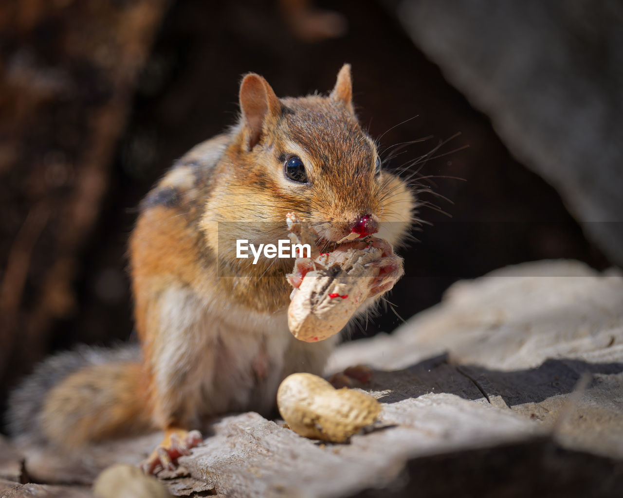 Close-up of squirrel eating food