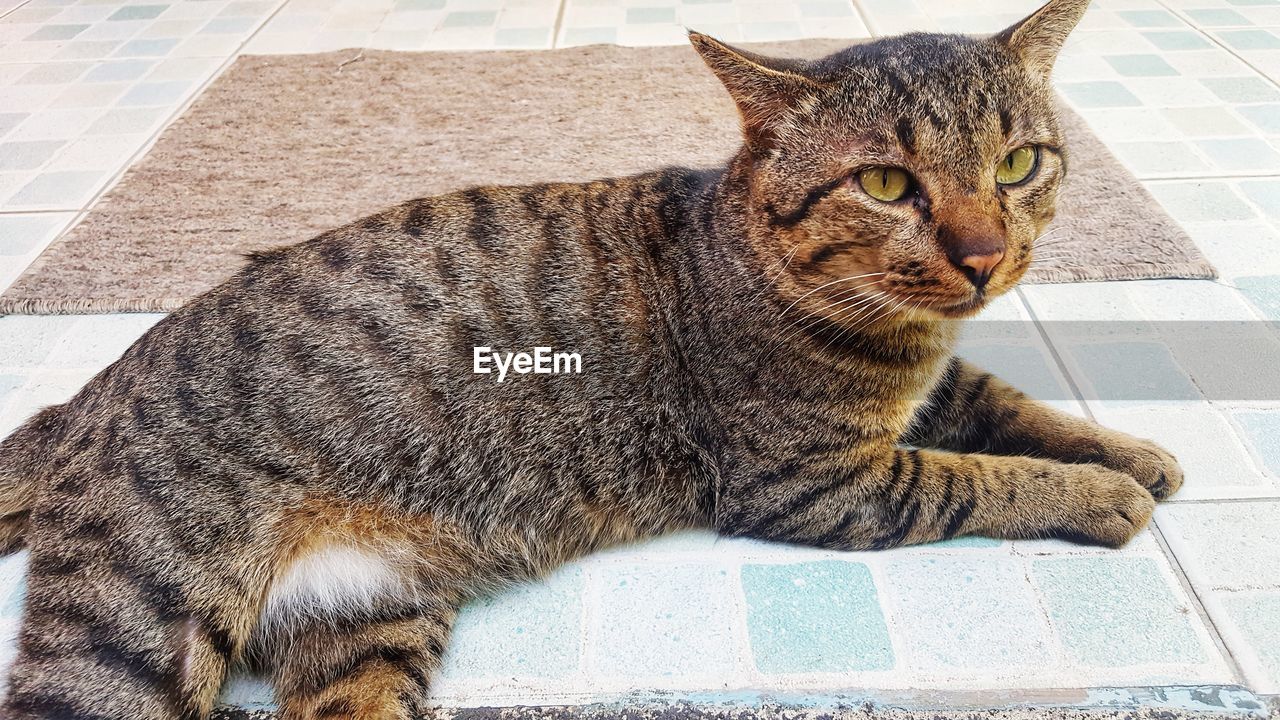 HIGH ANGLE VIEW OF TABBY CAT SITTING ON TILED FLOOR