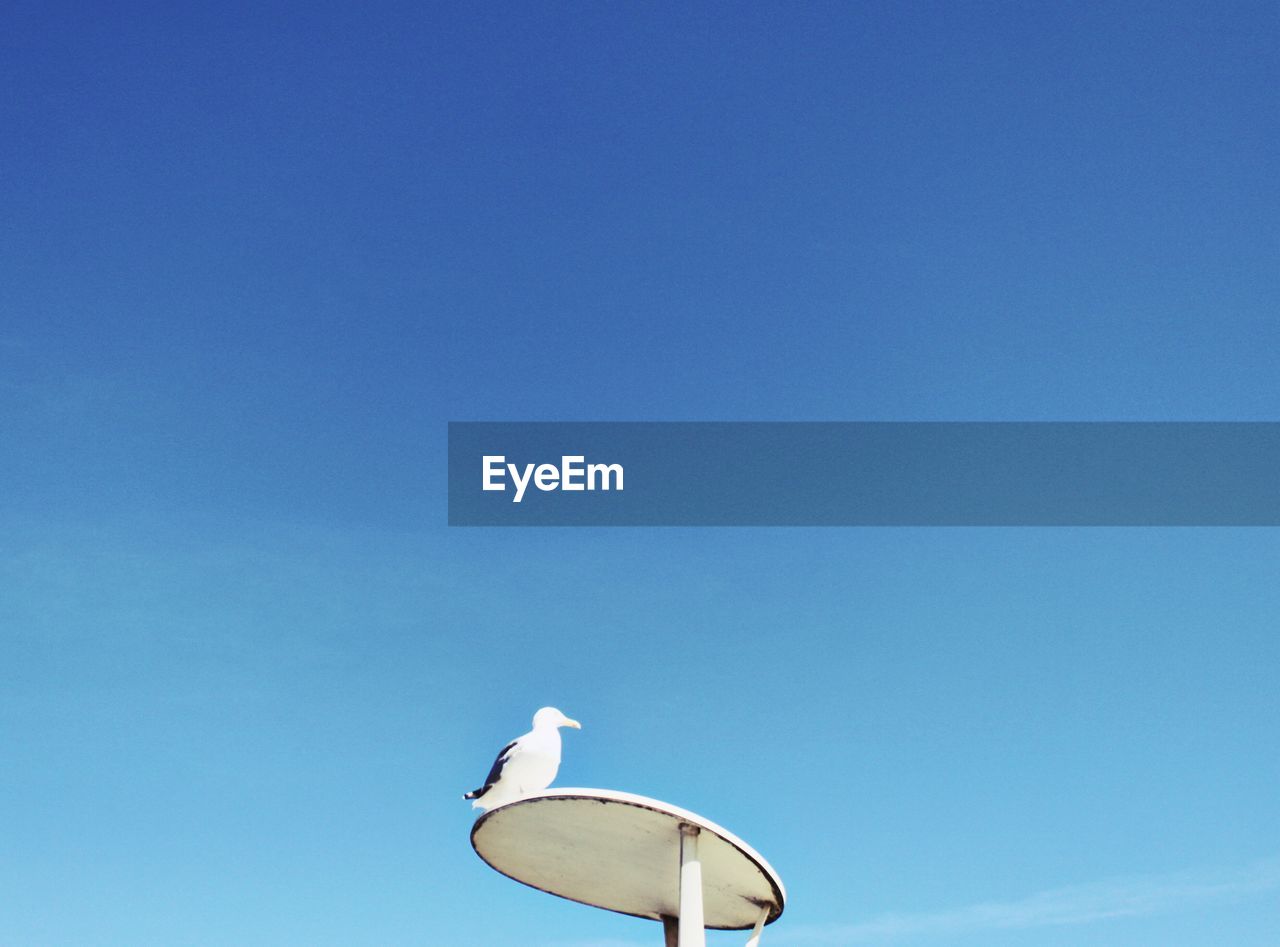 Low angle view of seagull perching on street light against clear sky