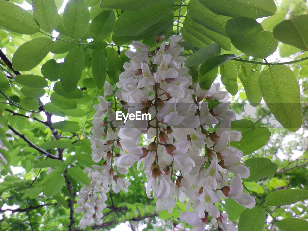 LOW ANGLE VIEW OF FRESH FLOWER TREE IN SUNLIGHT