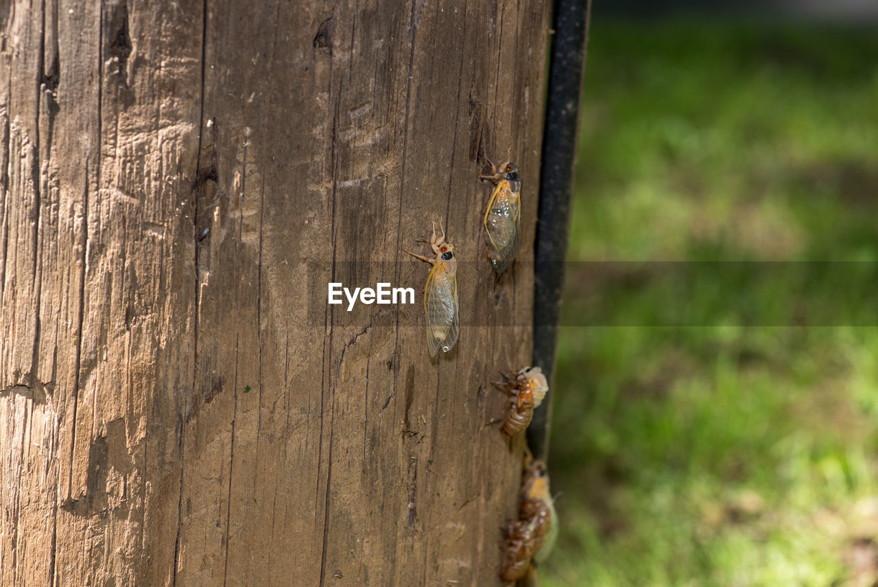 CLOSE-UP OF BEE ON WOODEN WALL