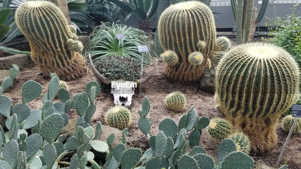 HIGH ANGLE VIEW OF CACTUS