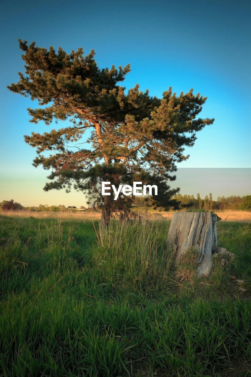 TREES ON GRASSY FIELD AGAINST SKY