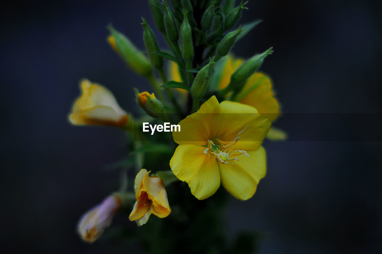 Close-up of yellow flowers blooming outdoors