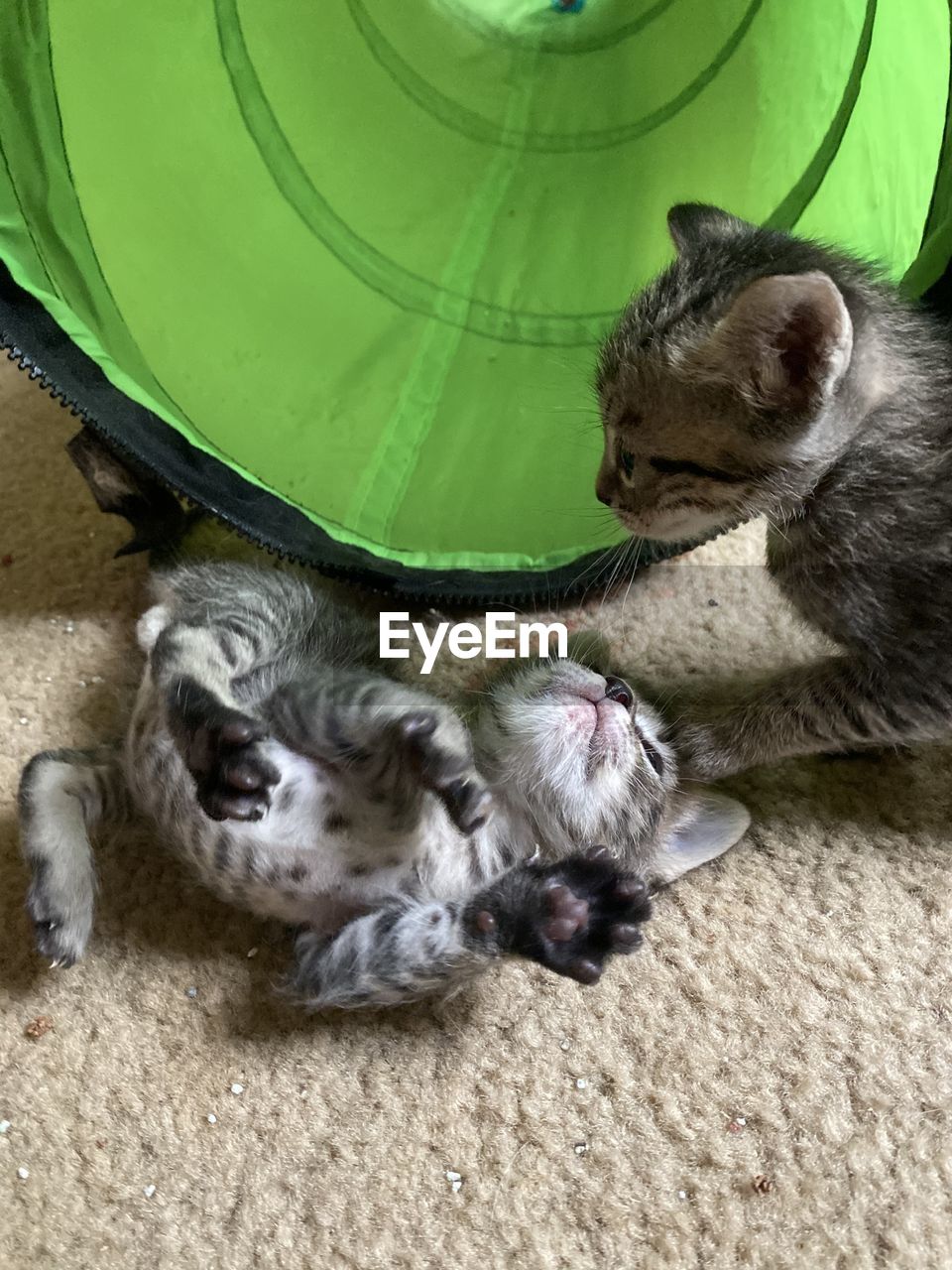 HIGH ANGLE VIEW OF CATS DRINKING FROM A HORSE