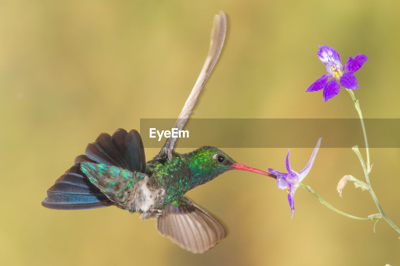 CLOSE-UP OF BUTTERFLY POLLINATING FLOWER