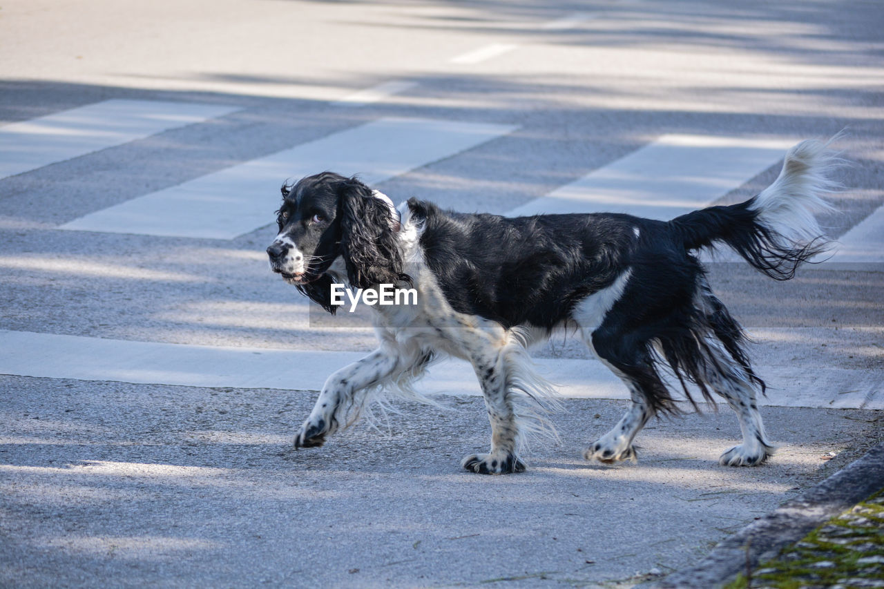 DOGS RUNNING ON STREET