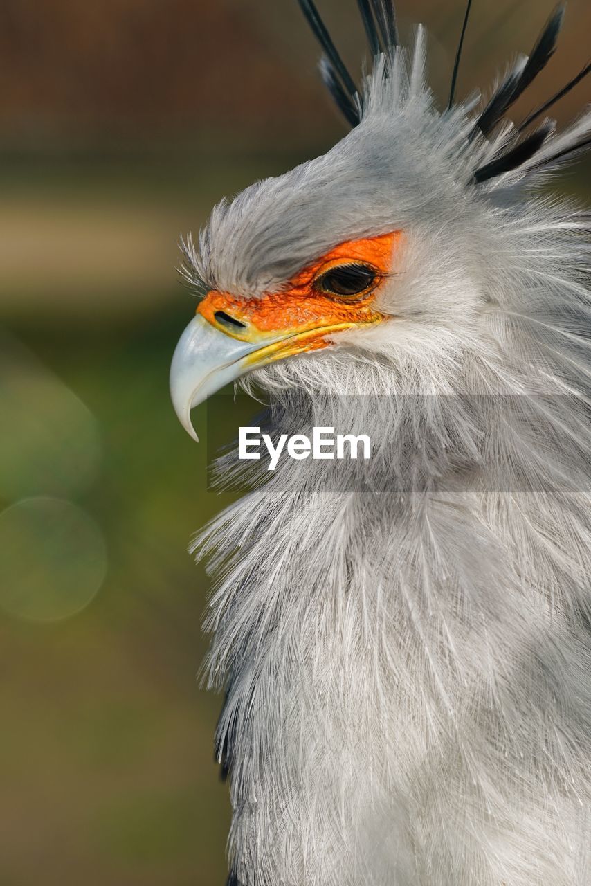 Close-up of a bird