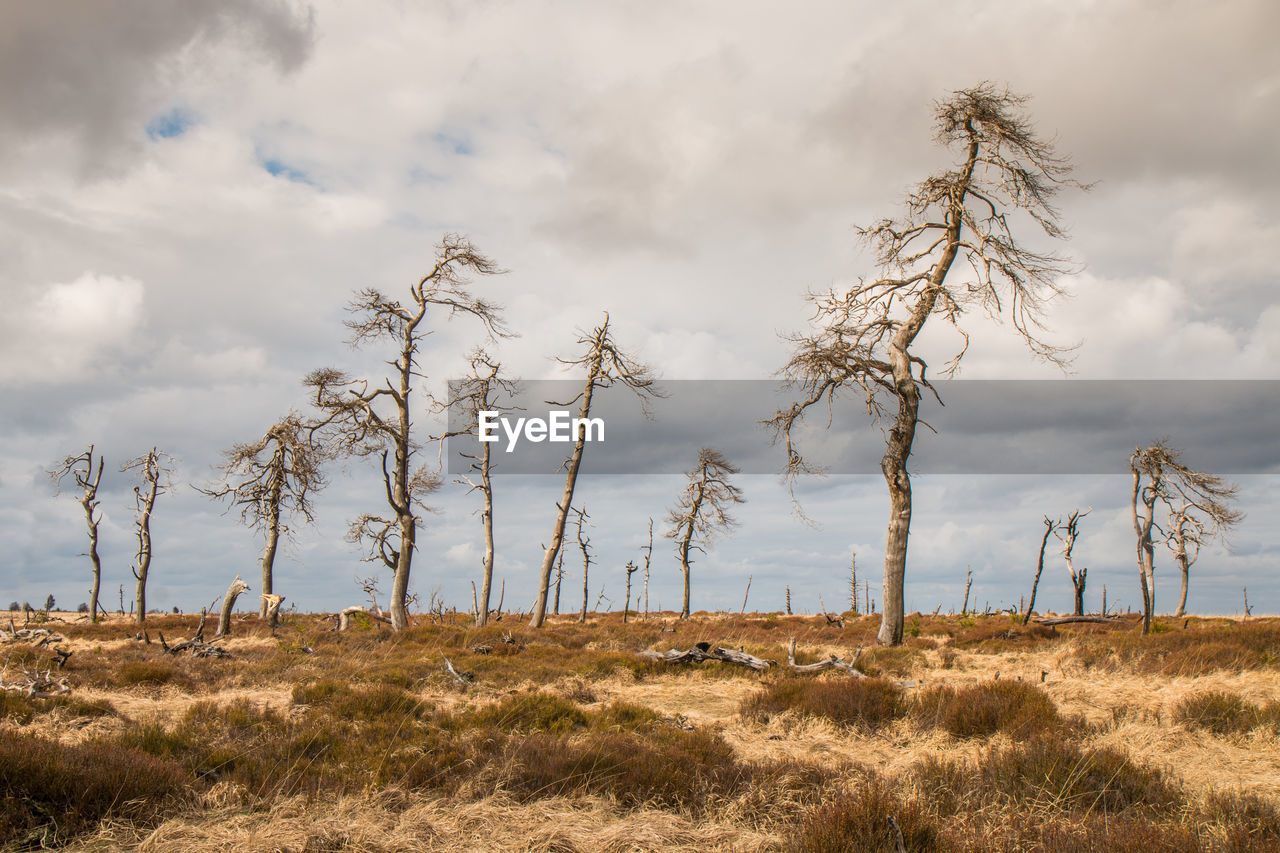 Misty landscape in high fens in belgium