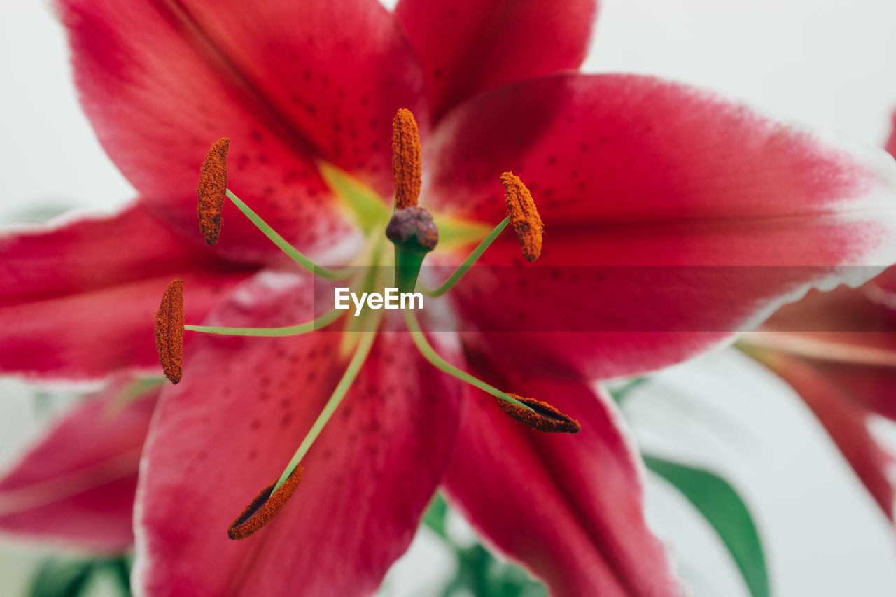 Close-up of pink flower