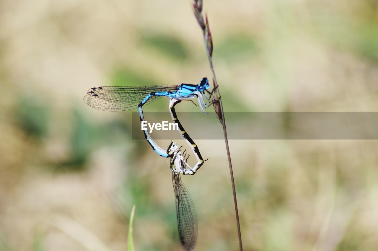 Close-up of dragonfly on plant