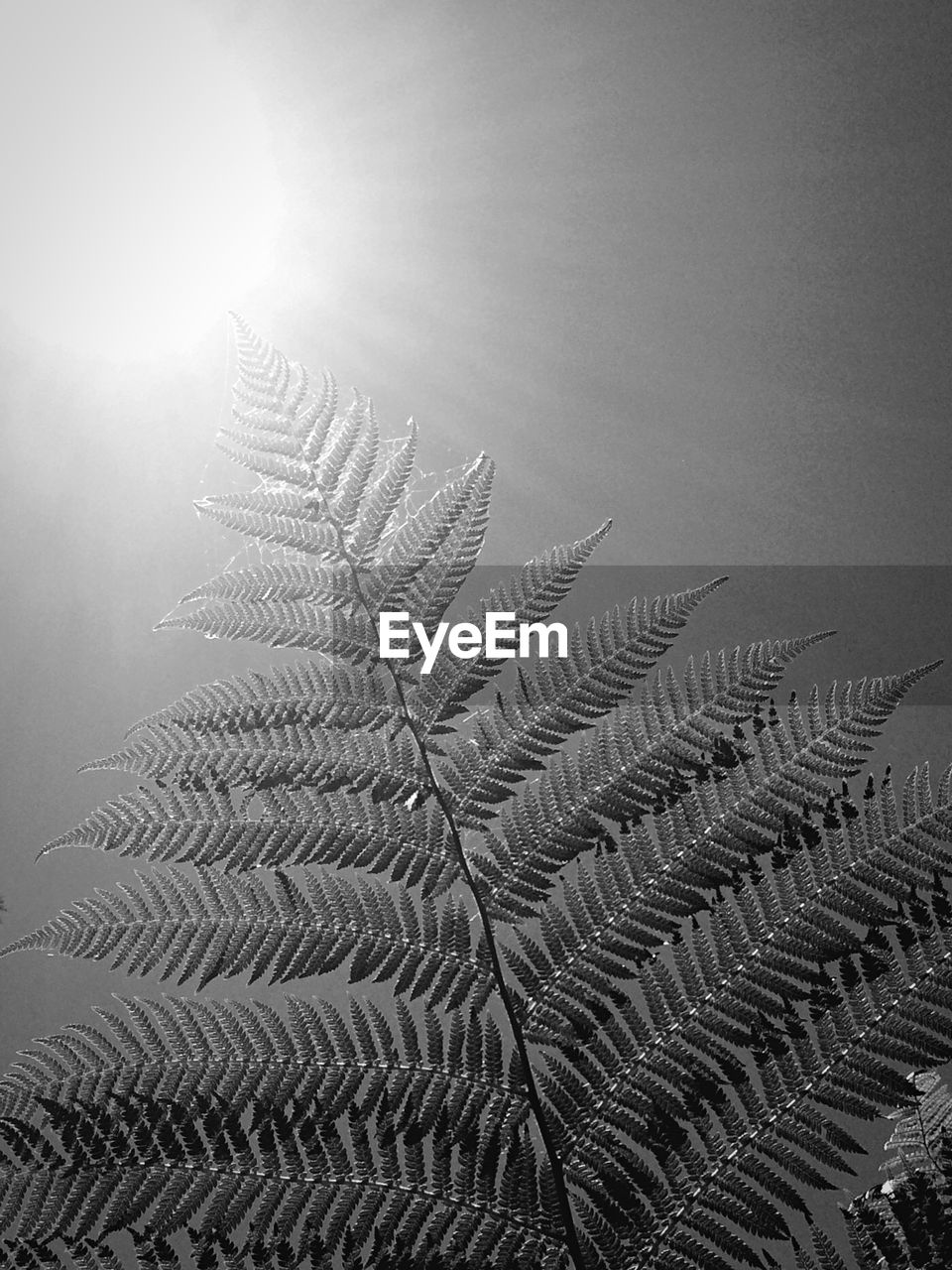 Low angle view of tree fern against bright sun