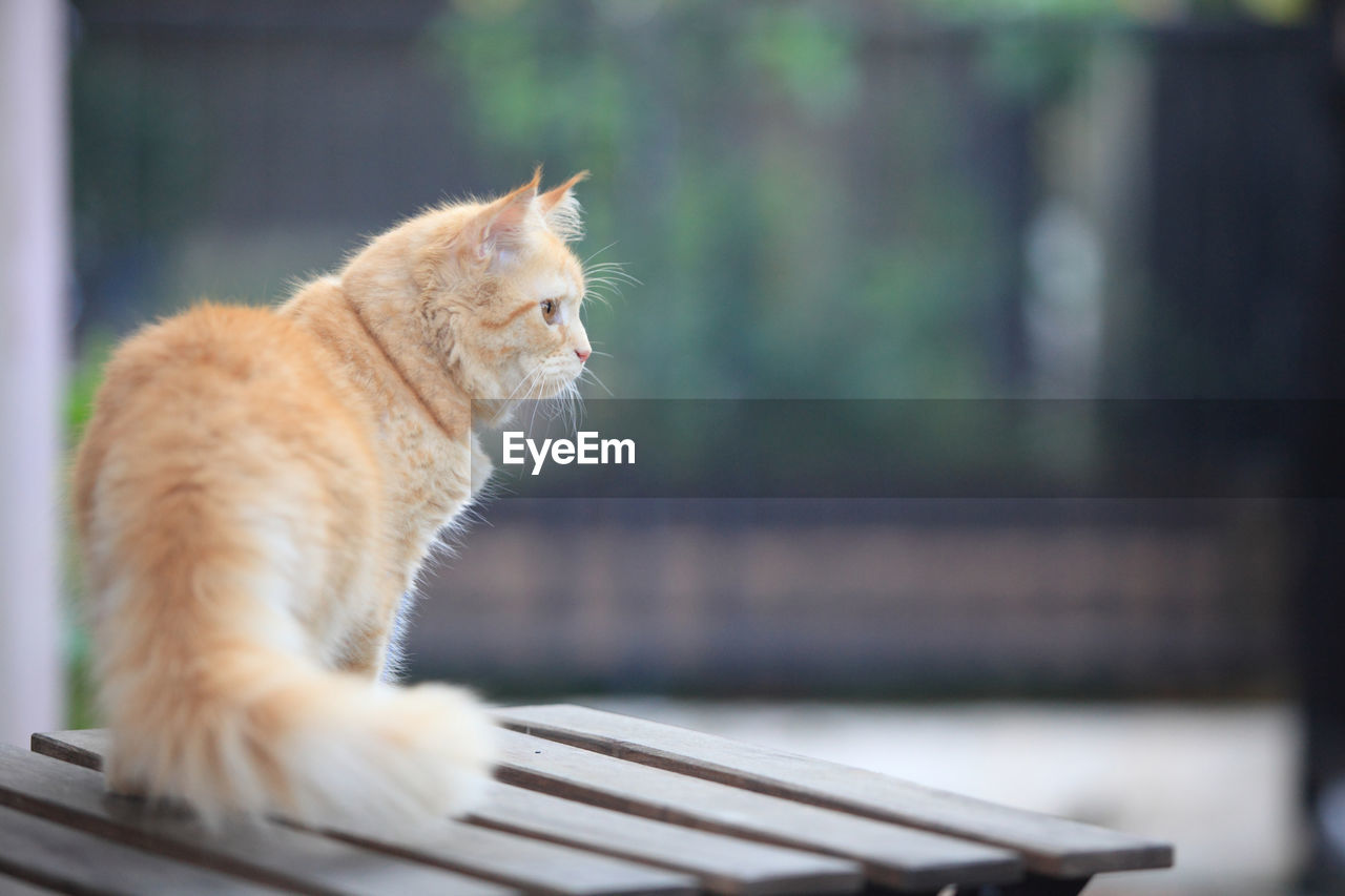 CLOSE-UP OF A CAT LOOKING AWAY OUTDOORS