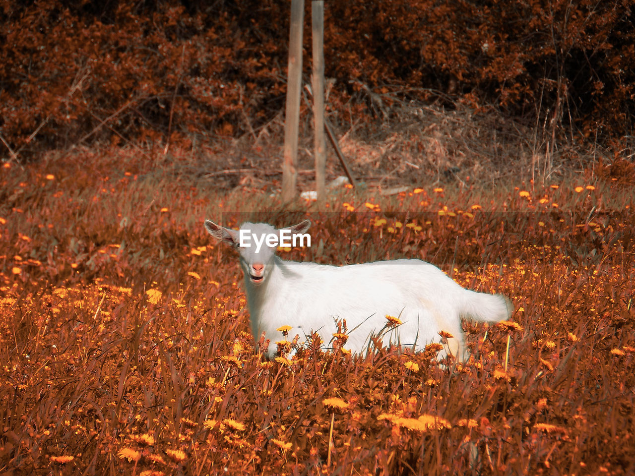 White cat lying on land in forest