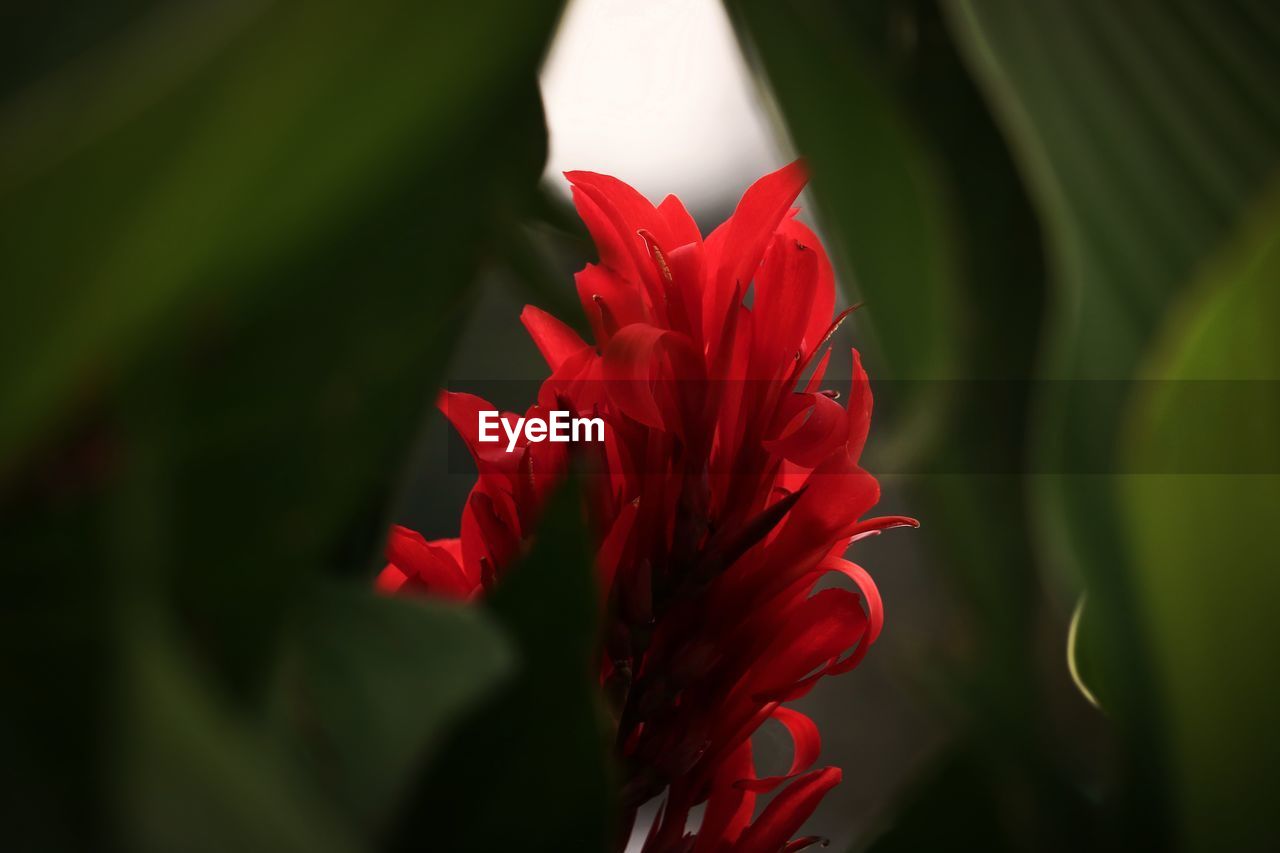 CLOSE-UP OF RED FLOWERING PLANT