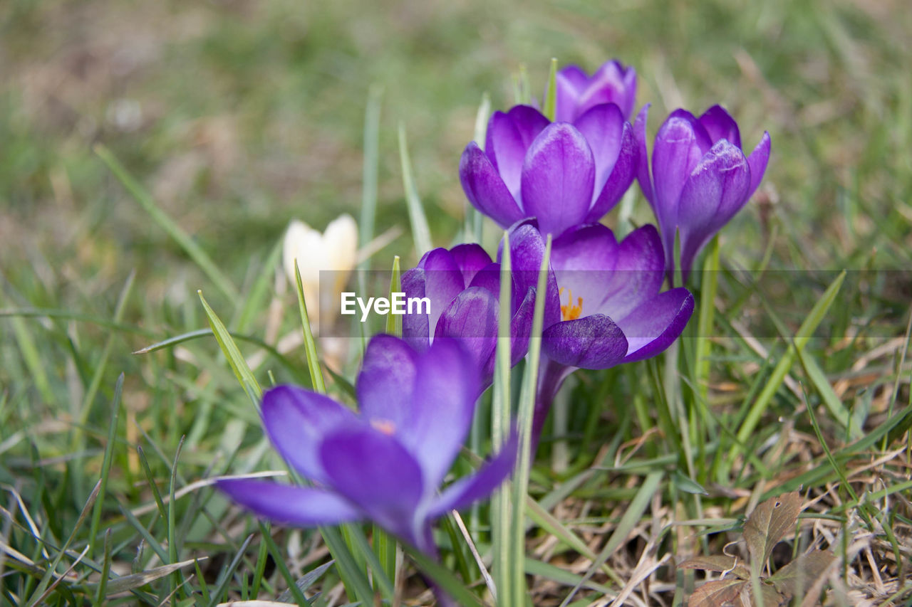 CLOSE-UP OF PURPLE CROCUS FLOWERS GROWING IN FIELD