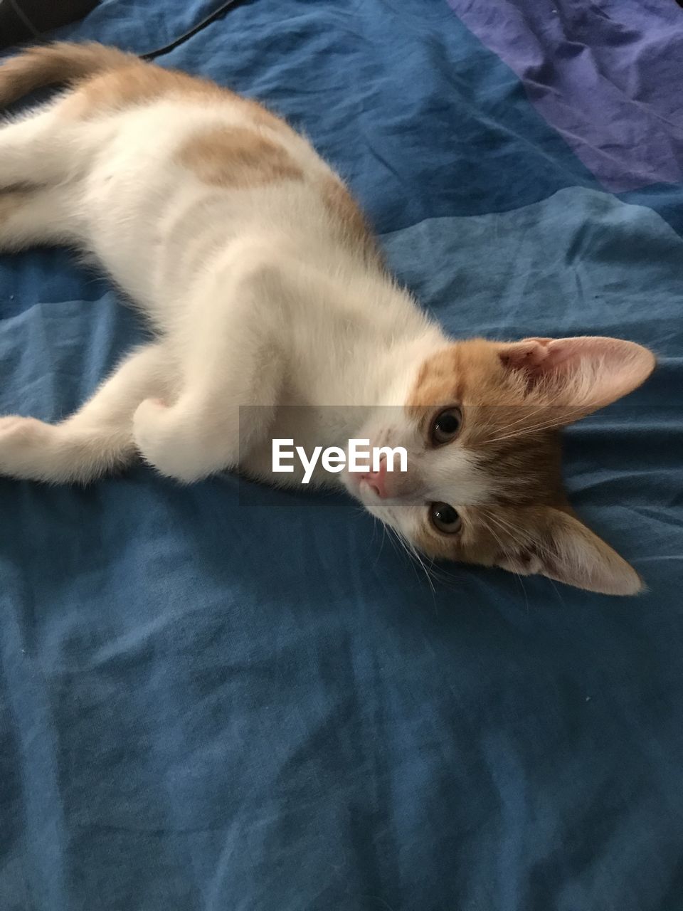 High angle view of cat resting on bed