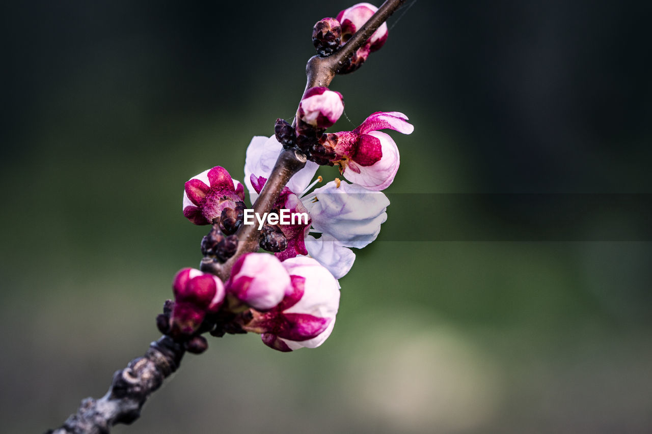 CLOSE-UP OF PINK CHERRY BLOSSOMS ON PURPLE FLOWERING PLANT