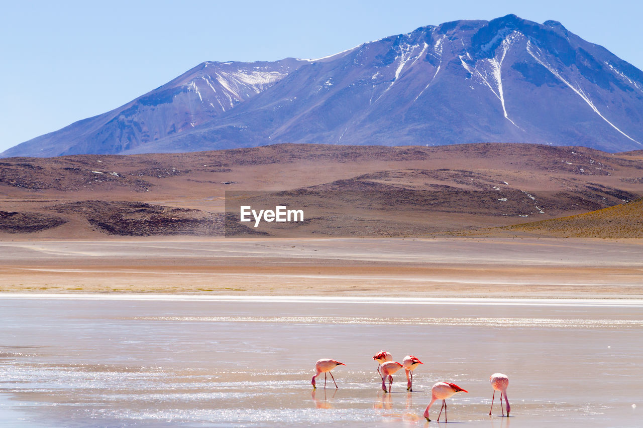 VIEW OF A HORSE ON DESERT