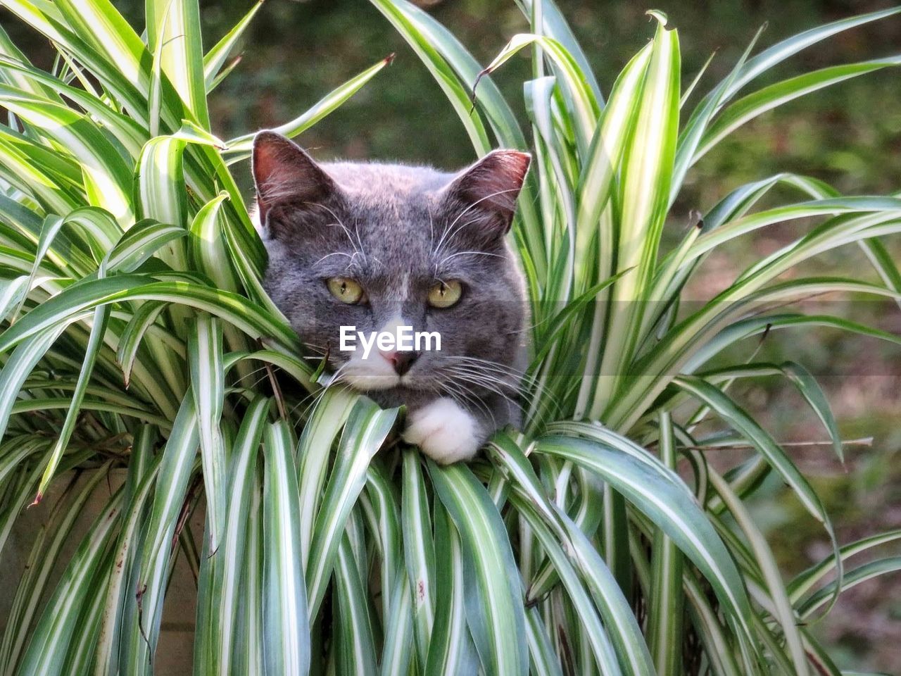 Close-up portrait of a cat