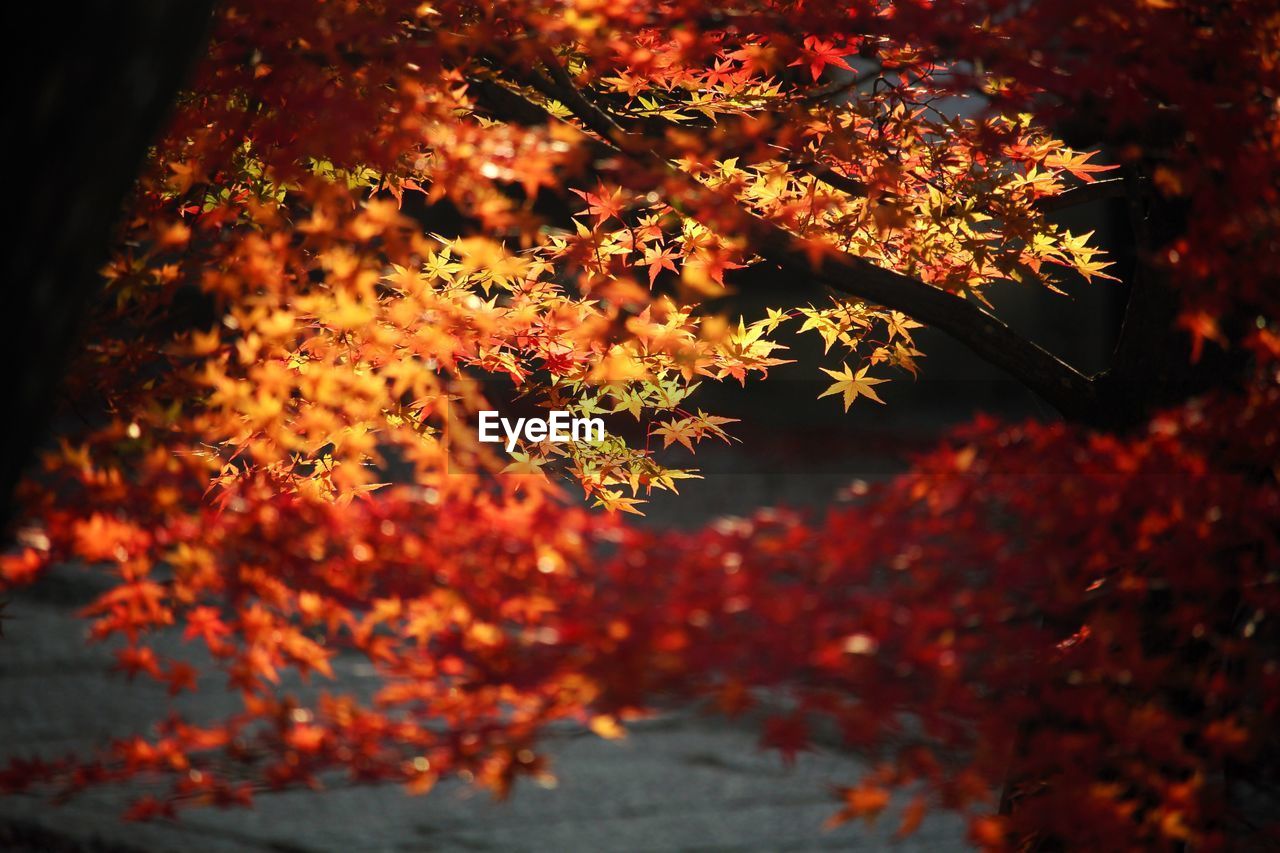 Close-up of maple tree during autumn